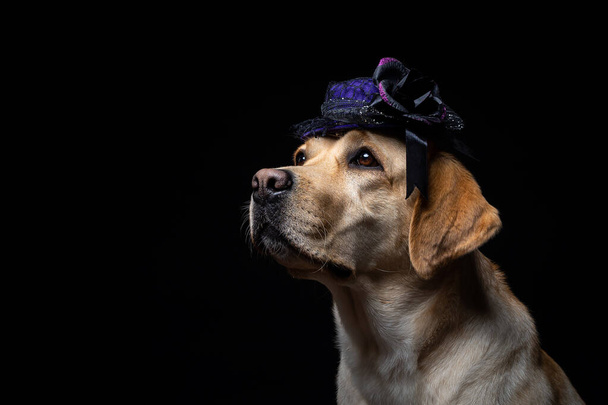Close-up van een Labrador Retriever hond in een hoofdtooi. Carnaval of Halloween feest. Geïsoleerde Studio foto op een zwarte achtergrond. - Foto, afbeelding