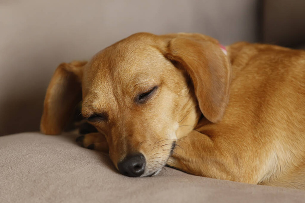 μικρό ζώο dachshund κουτάβι βρίσκεται και ήσυχο σε κίτρινο χρώμα και μικτή φυλή - Φωτογραφία, εικόνα