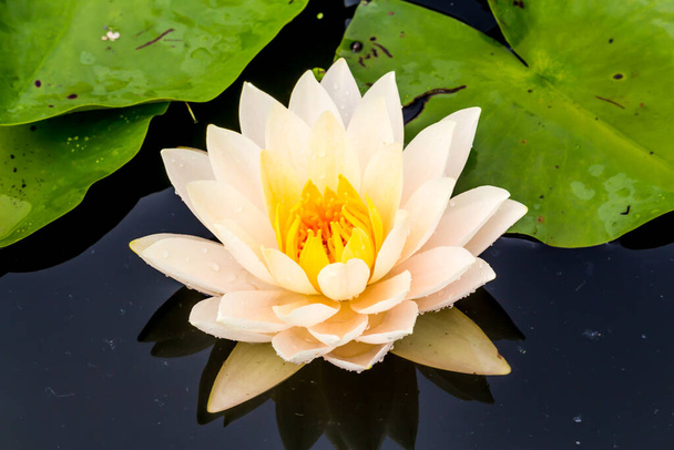 Deze prachtige waterlelie of lotusbloem wordt gecomplimenteerd door de rijke kleuren van het diepblauwe wateroppervlak. Verzadigde kleuren en levendige details maken dit een bijna surrealistisch beeld. - Foto, afbeelding