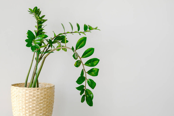 Κοντινά φύλλα του φυτού Zamokulcas. Φυτό Zamiokulcas σε γλάστρα που στέκεται πάνω σε ξύλινο πόδι σε ελαφρύ φόντο. Μοντέρνα minimal δημιουργική έννοια διακόσμησης σπιτιού, κήπος δωμάτιο. - Φωτογραφία, εικόνα