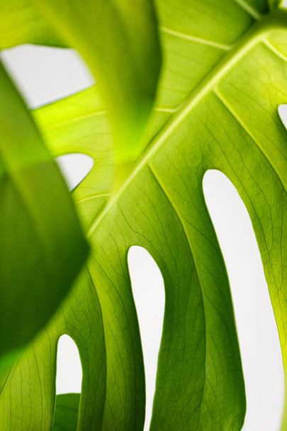 Monstera close-up.Green background of monstera leaves.Monstera deliciosa leaf or Swiss cheese plant background.  - Fotó, kép
