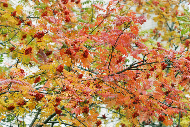 Ripe mountain ash on the branches in the autumn in park - 写真・画像