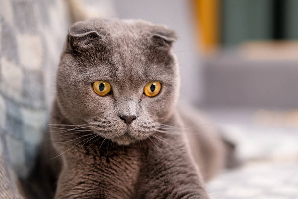 Сірий британський кіт сидить на дивані з покривалом у вітальні з тьмяним світлом. - Фото, зображення