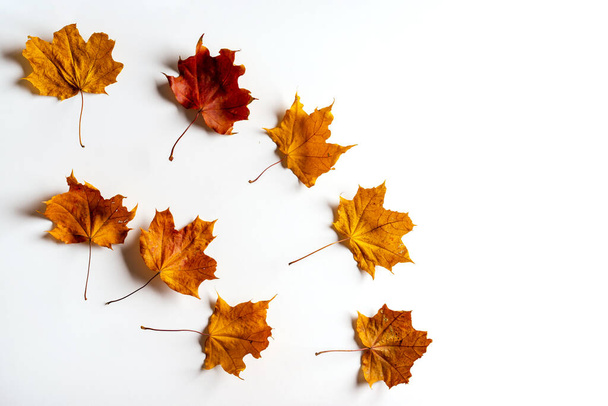 Coloridas hojas de arce de otoño sobre un fondo blanco. Concepto de otoño. - Foto, imagen
