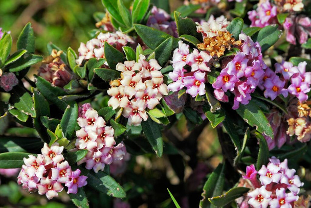 Daphne sericea, a very fragrant and variable Daphne species from the Mediterranean region, Crete - Photo, Image