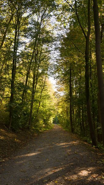Podzimní čas v roce v lese a v přírodní krajině - Fotografie, Obrázek