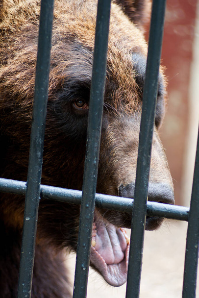 Сумний коричневий ведмідь дивиться крізь бари клітки в зоопарку
. - Фото, зображення