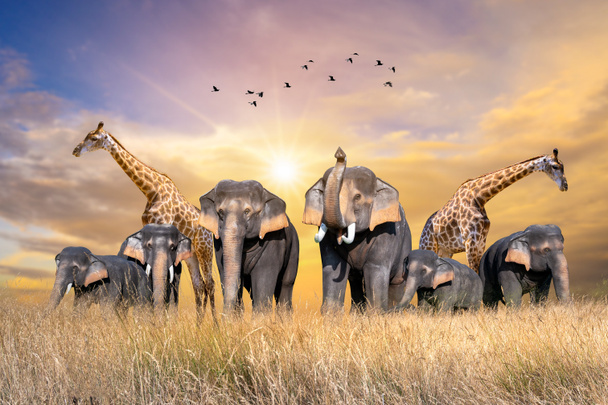 Gran grupo de animales de safari africanos. Concepto de conservación de vida silvestre - Foto, imagen