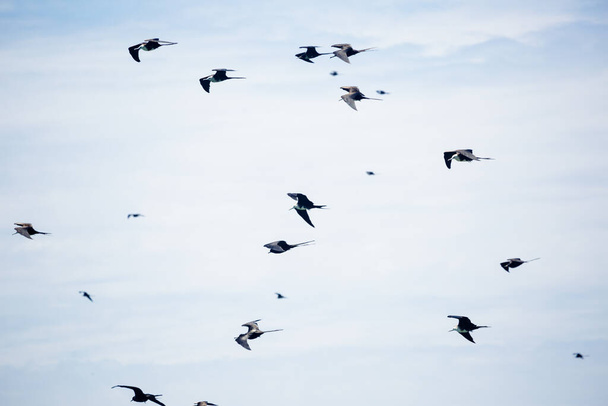 Образ стаи птиц. Морские птицы как пеликан, чайки, мигрирующие. - Фото, изображение