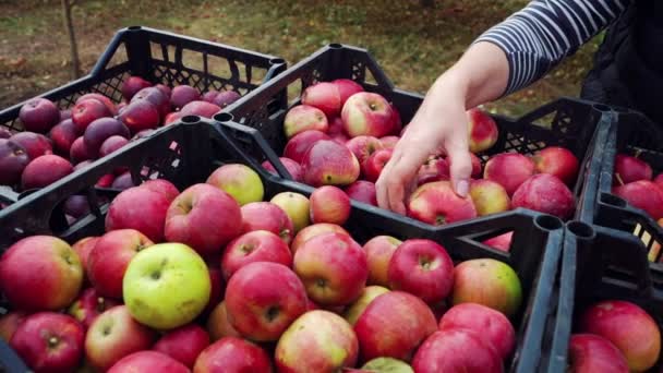 Female hand sorting out apples lying in plastic boxes - Filmati, video