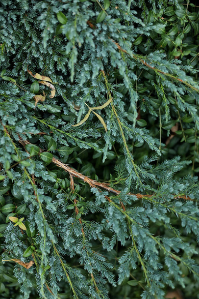 Зеленая текстура растения. Зеленые листья фона. - Фото, изображение