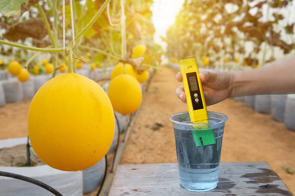 Measure water in a cup with a digital PH meter neutral display at melons in the greenhouse farm background - Photo, Image