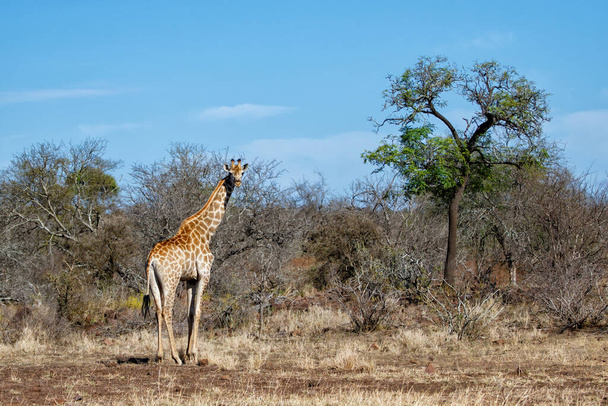 Żyrafa poszukuje pożywienia w Parku Narodowym Kruger w Republice Południowej Afryki - Zdjęcie, obraz