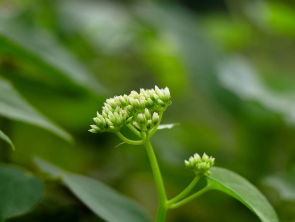 Pequeñas flores blancas de mikania scandens o escalada hempweed, enfoque selectivo - Foto, imagen