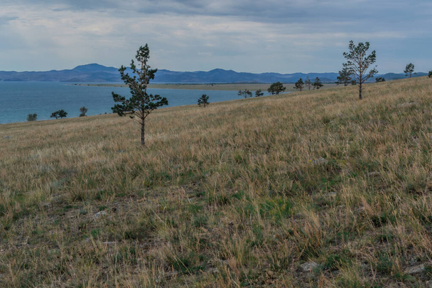 Coniferous green pine trees stands on dry yellow grassy coast of bay lake Baikal against background of blue mountains. Summer landscape  - Foto, afbeelding
