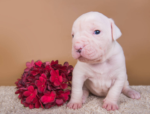 Piccolo cane bianco americano Bulldog cucciolo e fiori - Foto, immagini