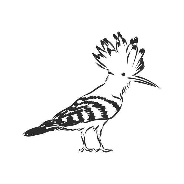 Logo hoopoe upupa epops . Bird vector illustration. Isolated on white background. - Вектор,изображение
