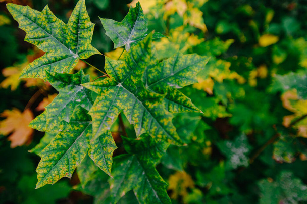 An autumn maple leaves. Season of nature colourful leaves  - Φωτογραφία, εικόνα