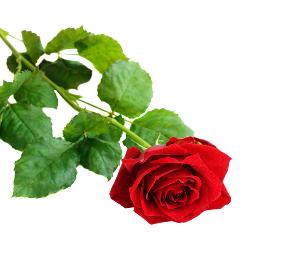 Red rose flower - Fotografie, Obrázek