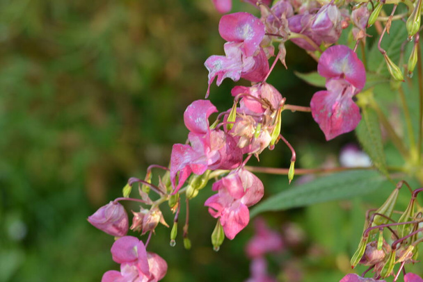 Himalaya Balsam Impatiens glandulifera.Zacht roze bloeiende en ontluikende Himalaya Balsam plant met dauwdruppels en spinrag op een vroege ochtend in het najaar. - Foto, afbeelding