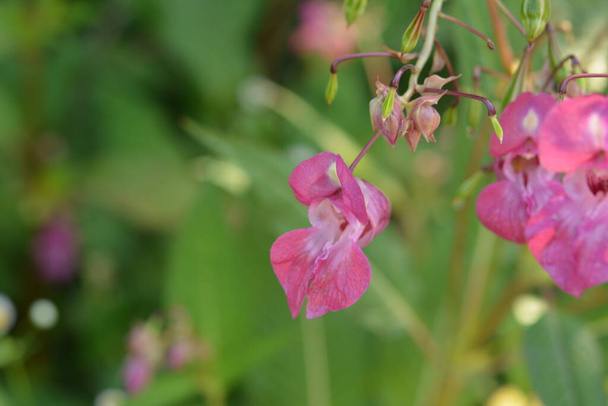 Himalaya Balsam Impatiens glandulifera.Zacht roze bloeiende en ontluikende Himalaya Balsam plant met dauwdruppels en spinrag op een vroege ochtend in het najaar. - Foto, afbeelding