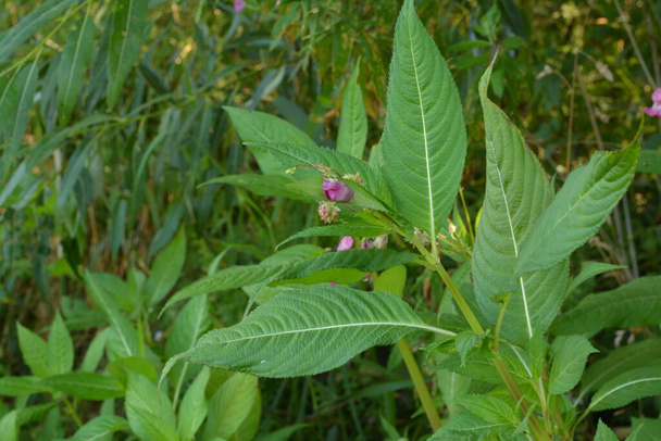 Himalaya Balsam Impatiens glandulifera. sık sık pembe çiçek açar ve tomurcuklanır Himalaya Balsam bitkisi çiğ damlaları ve örümcek ağı ile sonbahar mevsiminin erken saatlerinde. - Fotoğraf, Görsel