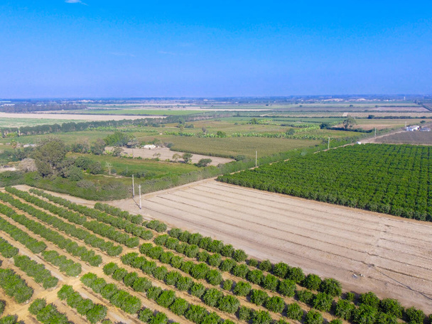 Aerial image of agriculture field. Fruit field. Industrial agriculture. - Photo, Image