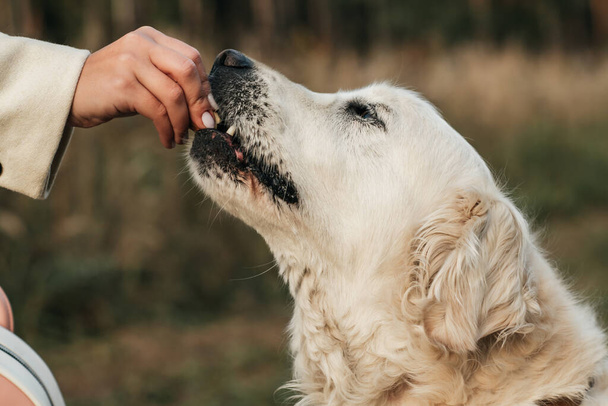 White golden retriever dog eats dog treat - Zdjęcie, obraz