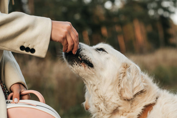 White golden retriever dog eats dog treat - Foto, Bild