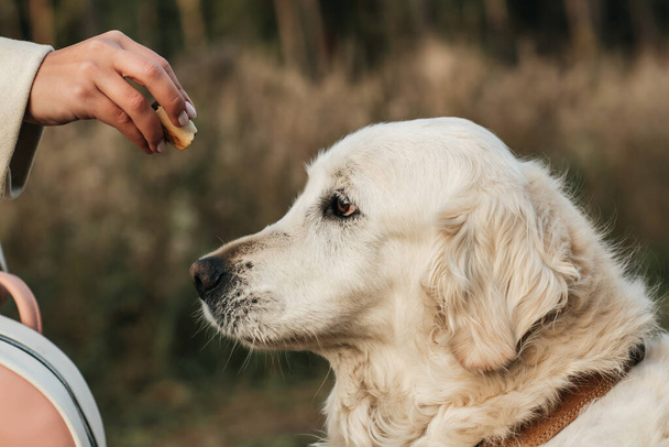 White golden retriever dog eats dog treat - Zdjęcie, obraz