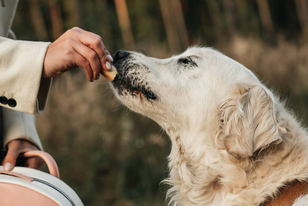 White golden retriever dog eats dog treat - Fotoğraf, Görsel