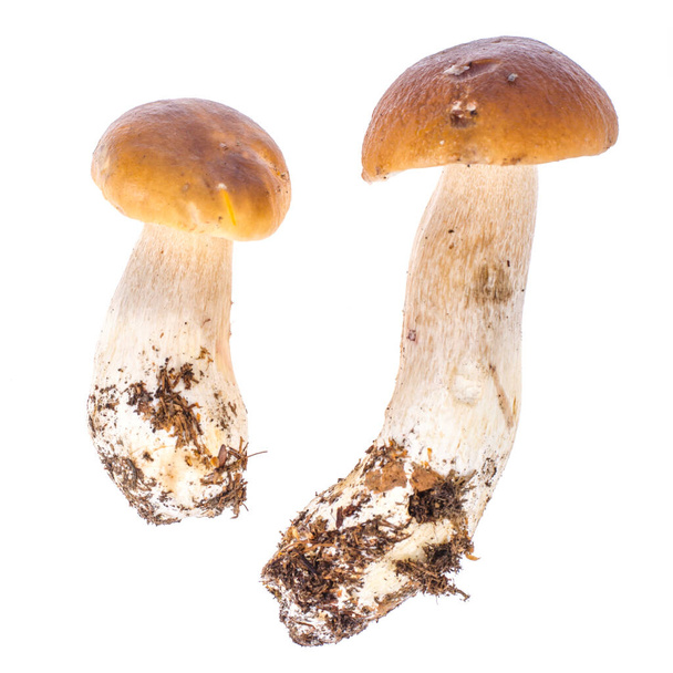 Натуральний свіжий лісовий білий гриб, болет. Студія Фотографії
 - Фото, зображення