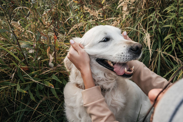 Girl playing with golden retriever dog in the field - Foto, afbeelding