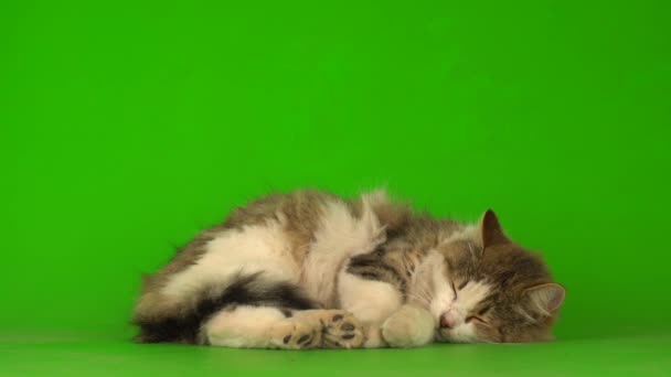 Groot pluizig grijs kat op een groene achtergrond scherm. - Video