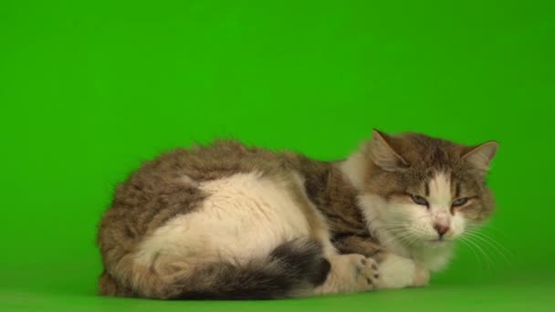 Μεγάλη χνουδωτή γκρι γάτα σε μια πράσινη οθόνη φόντου. - Πλάνα, βίντεο