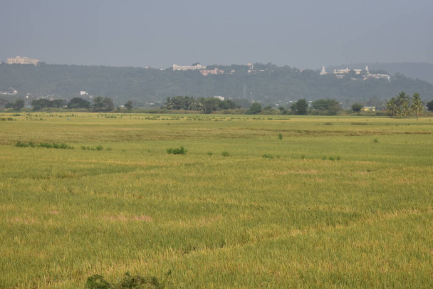 Terra de vegetação de agricultura indiana com vista de fundo. - Foto, Imagem