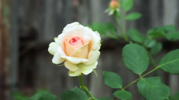 rose blanche dans le jardin close-up. fleurs en croissance - Séquence, vidéo