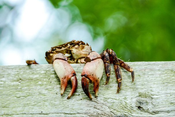 crab on beach, beautiful photo digital picture - Photo, Image
