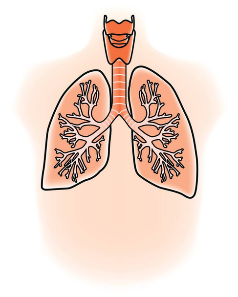 Ilustración de los pulmones que se detallan en imágenes tridimensionales
 - Vector, Imagen