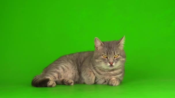 Duży puszysty szary kot na zielonym tle ekranu. - Materiał filmowy, wideo
