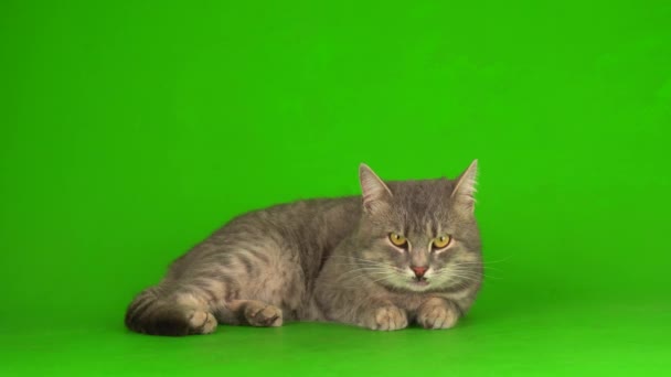 緑の背景の画面に大きなふわふわの灰色の猫. - 映像、動画