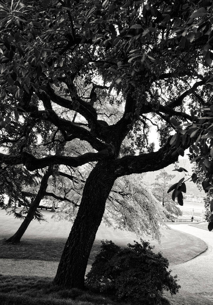 Schwarzweiß-Foto kahler Bäume in den Gärten der Villa Melzi, Bellagio, Comer See, Italien - Foto, Bild