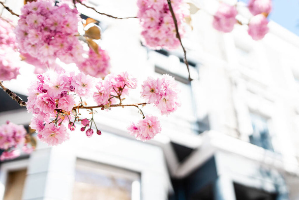 Beautiful soft focus details of a cherry blossom on the streets of London - Photo, Image
