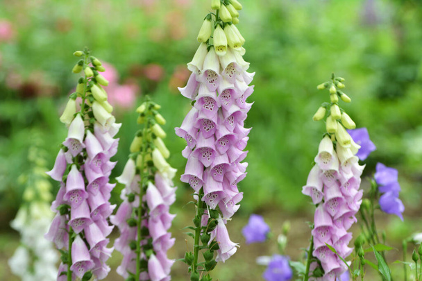 Foxglove (Digitalis) blooms on a flower bed in a summer garden - Photo, Image