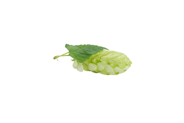 Verse groene hop geïsoleerd op witte achtergrond. - Foto, afbeelding