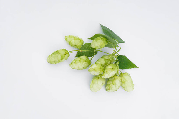 Ripe green hops on a white background. - Foto, Imagem