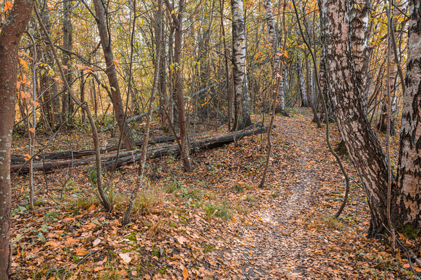 Herbstwald, Pfad, an einem sonnigen Tag - finnische Natur - Foto, Bild