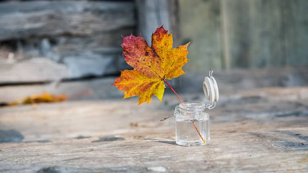 Una hoja de arce en diferentes colores de otoño en un frasco de vidrio abierto con agua que simboliza la naturaleza de Suecia está abierta para el otoño - Foto, imagen