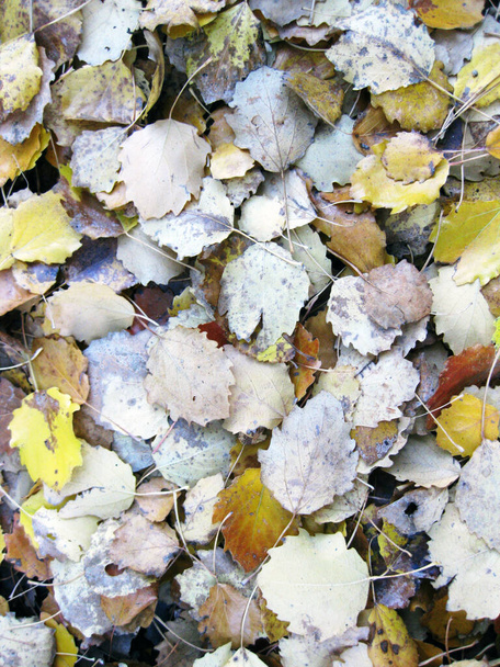 Φθινόπωρο ξηρό φύλλα φόντο. - Φωτογραφία, εικόνα