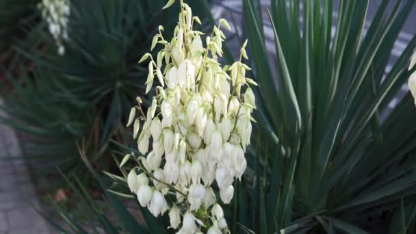 Yucca φυτό .λευκό εξωτικά λουλούδια με μακριά πράσινα φύλλα - Πλάνα, βίντεο